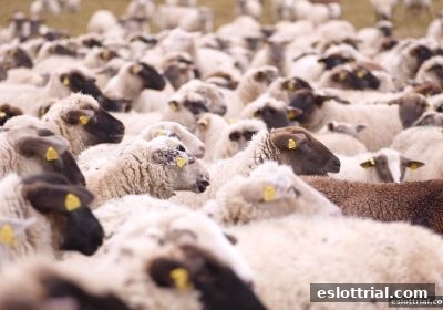 电子游艺试玩时代：GR电子即时比分查询应用为何成为观赛利器？
